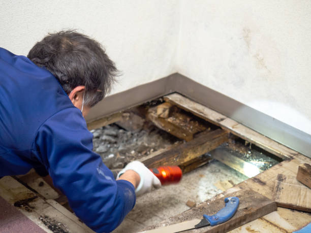 Best Affordable Mold Removal  in Beale Af, CA