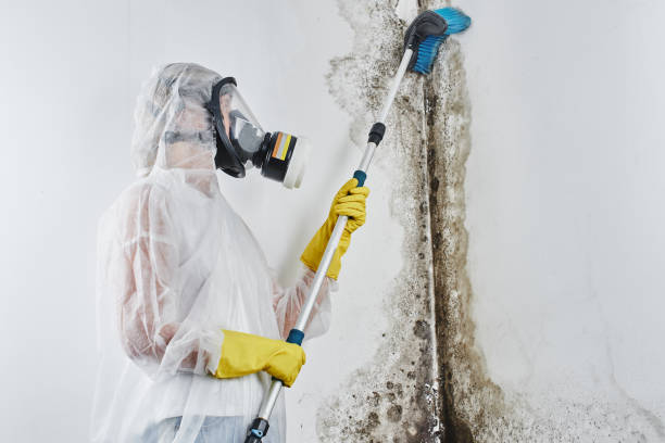 Best Mold Cleaning Services  in Beale Af, CA