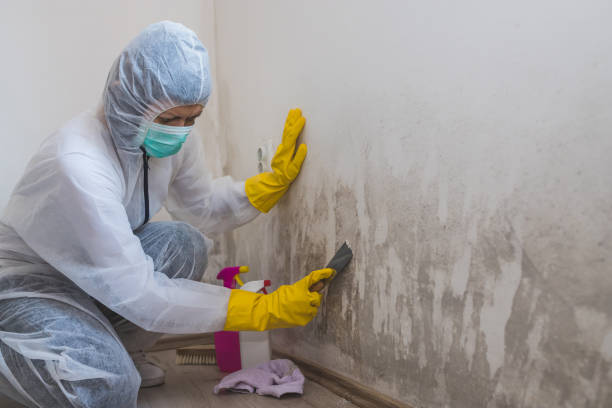Best Same-Day Mold Removal  in Beale Af, CA