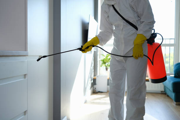 Best Best Mold Removal Companies  in Beale Af, CA