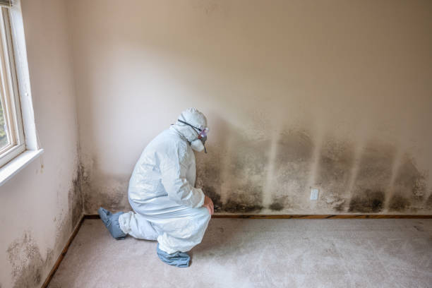 Best Office Mold Removal Services  in Beale Af, CA