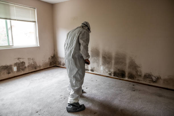 Best Toxic Mold Removal  in Beale Af, CA