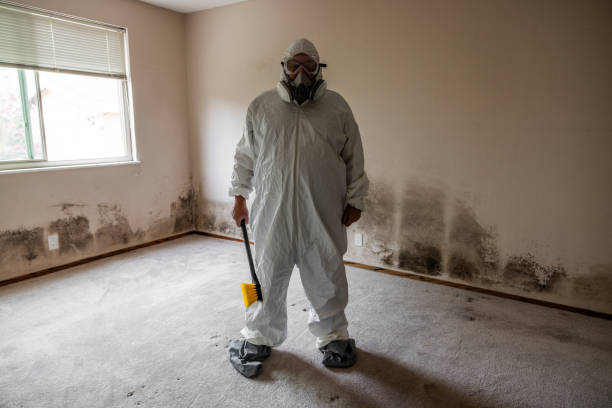 Mold Removal and Inspection in Beale Af, CA