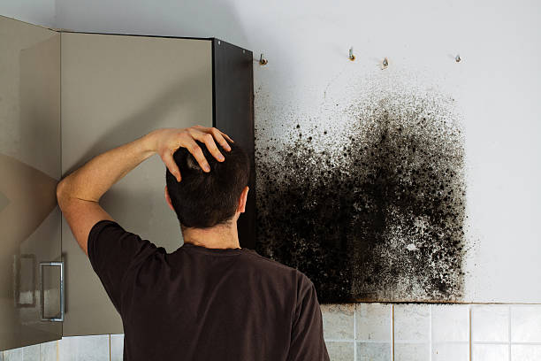 Certified Mold Removal in Beale Af, CA